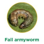 Fall armyworm
