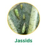 Jassids