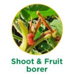 Shoot and fruit borer
