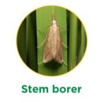 Stem borer