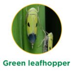 green leafhopper