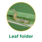 leaf folder