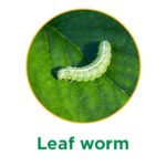 leaf worm