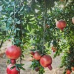 pomegranate