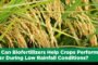 Mycorrhiza