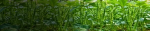 Buprofezin 15_ + Acephate 35_ WP Buprofezin 15% + Acephate 35% WP