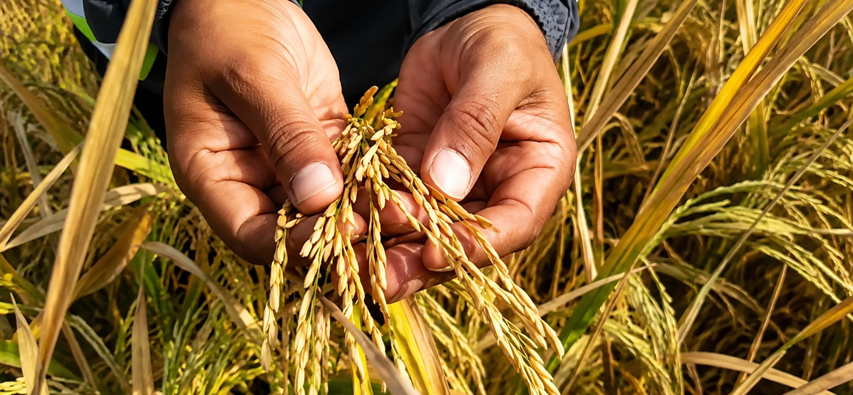 A Complete Guide on Basmati Rice Cultivation