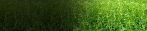 AMINO ACID MIXTURE 50%