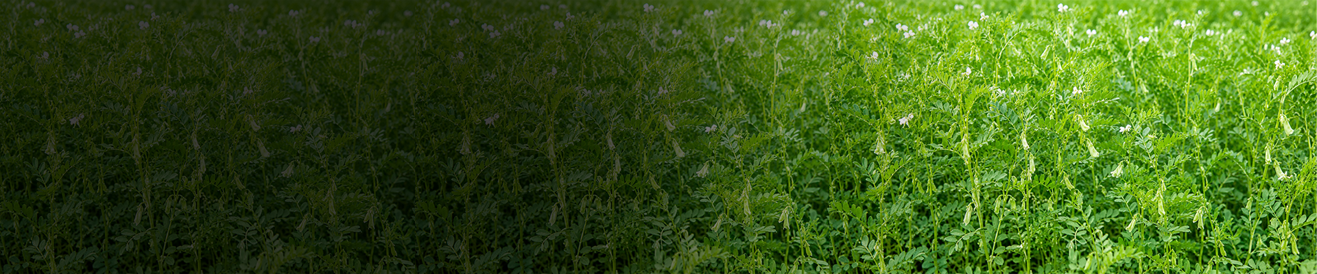 AMINO ACID MIXTURE 50_ AMINO ACID MIXTURE 50%