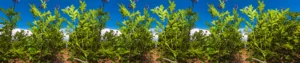 Alphacypermethrin 5% WP