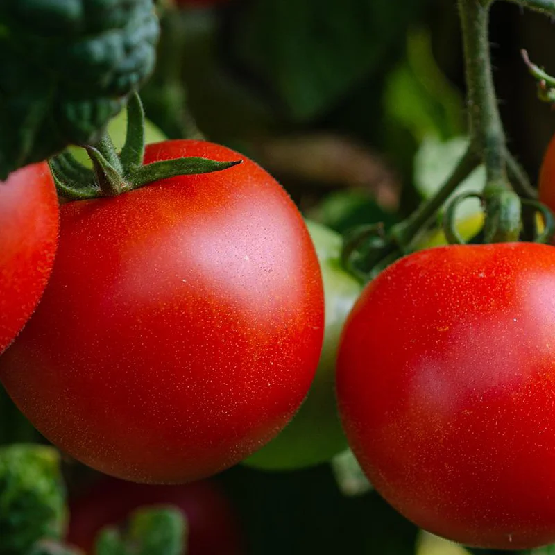 Amino Acid Chelate or EDTA: Which Is the Ultimate Nutrient Booster?