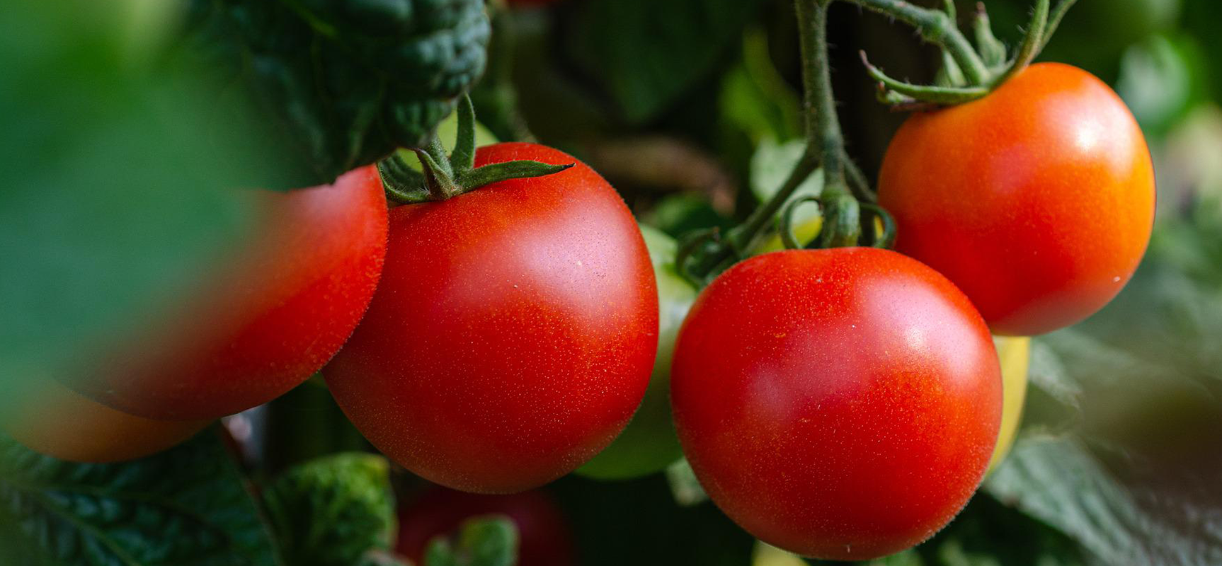 Amino Acid Chelate or EDTA: Which Is the Ultimate Nutrient Booster?