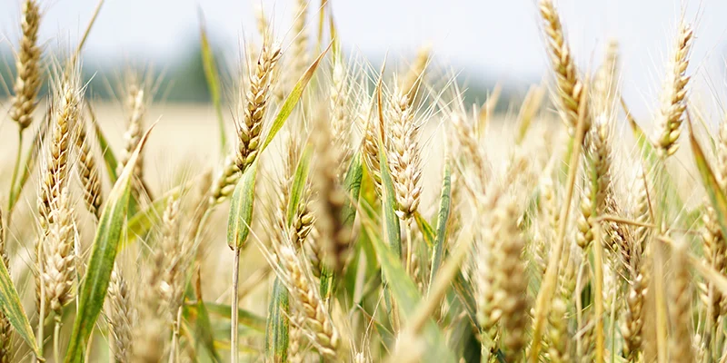 Amino Acids: Essential Nutrients for Healthy Plants