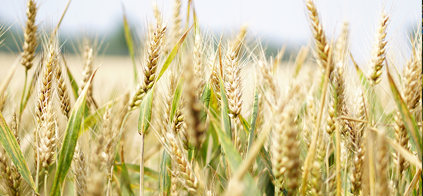 Amino Acids: Essential Nutrients for Healthy Plants