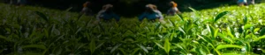 Ammonium Salt of Glyphosate 71_ SG Ammonium Salt of Glyphosate 71% SG