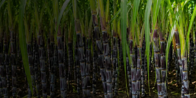 Atrazine 50_ WP Atrazine 50% WP
