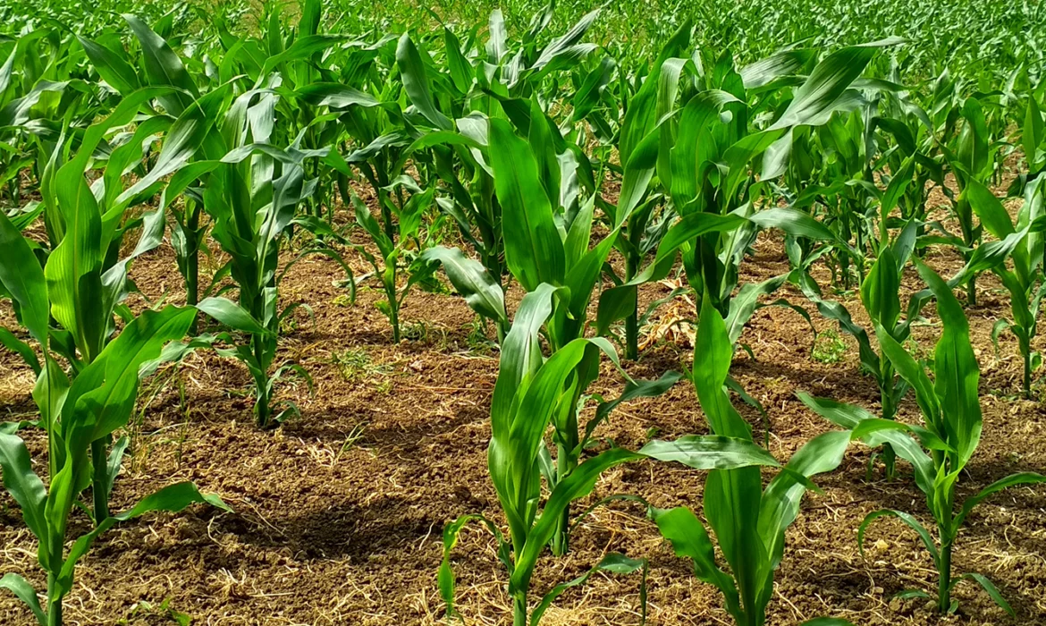 Azadirachtin: Nature's Guardian of Pest-Free Agriculture