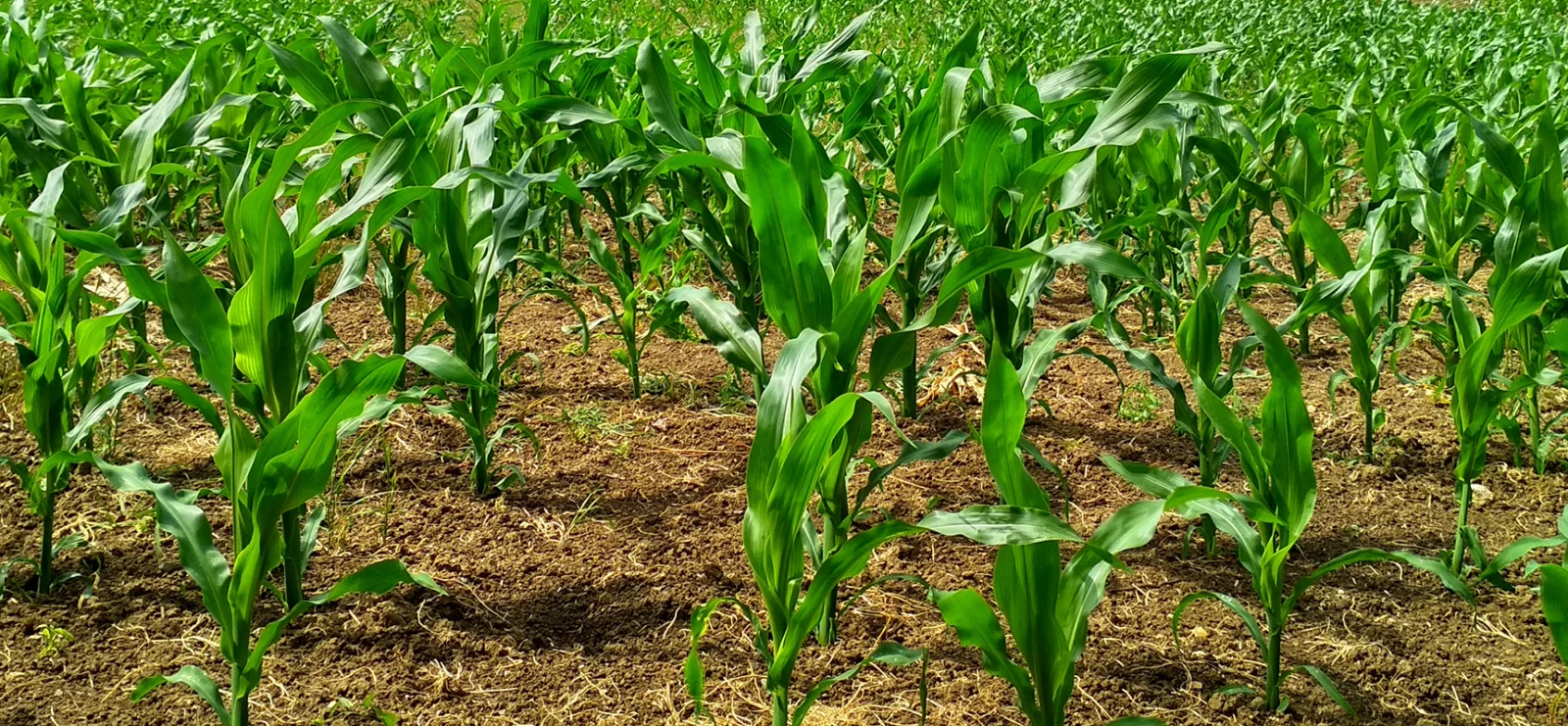 Azadirachtin: Nature's Guardian of Pest-Free Agriculture