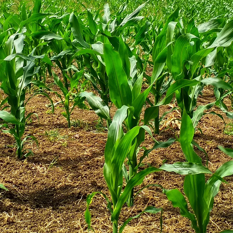 Azadirachtin: Nature’s Guardian of Pest-Free Agriculture