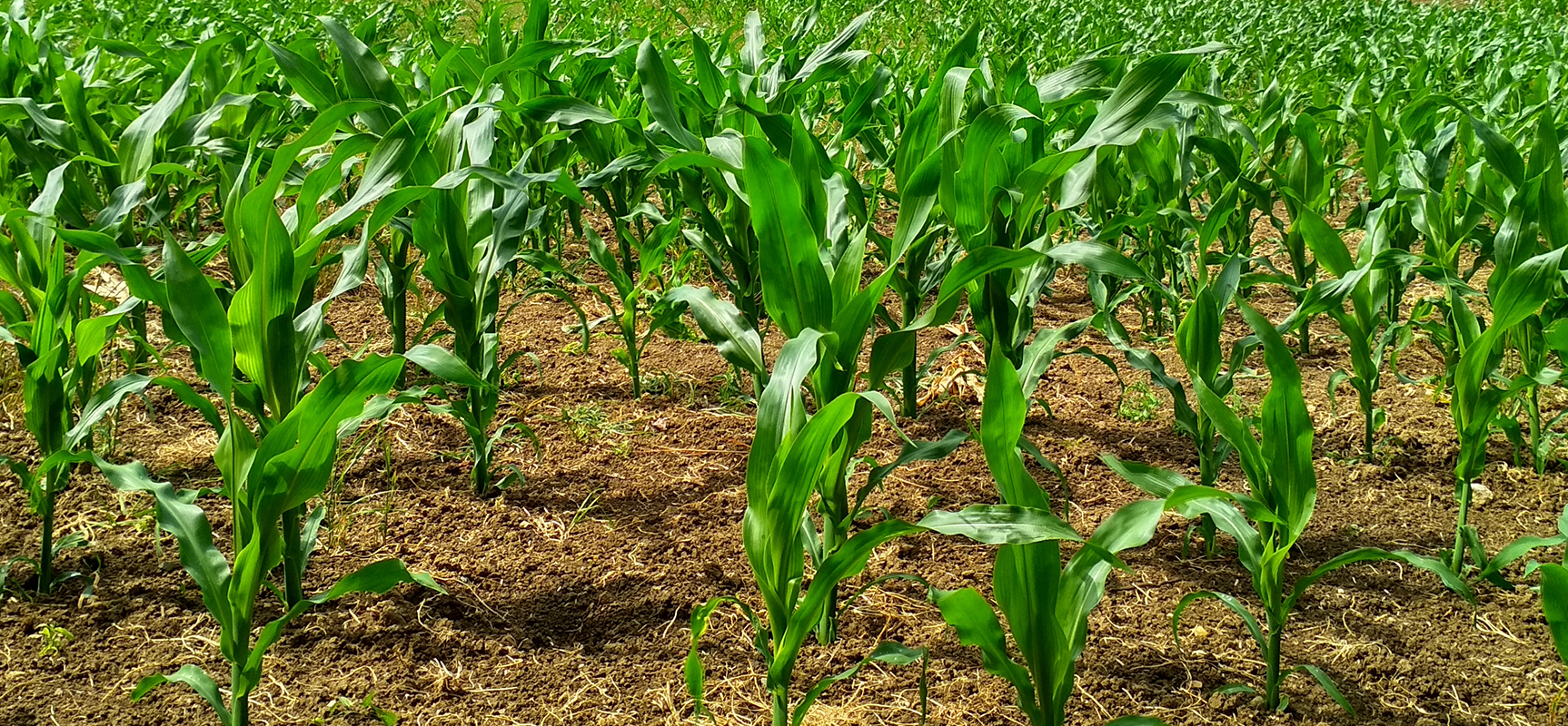 Azadirachtin: Nature's Guardian of Pest-Free Agriculture