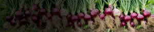 Azoxystrobin 8.3% + Mancozeb 66.7% WG