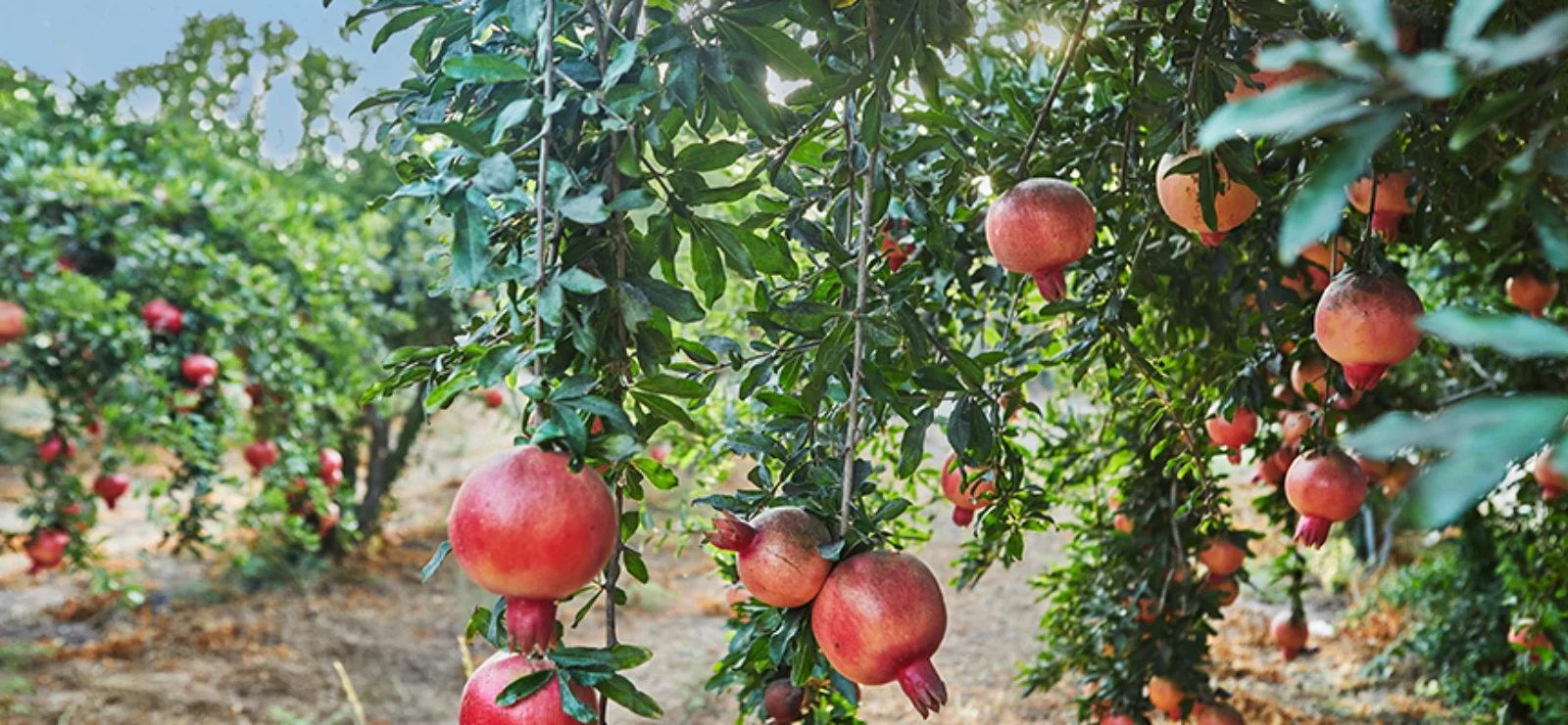 Bacillus subtilis: Not only a Bio-Fungicide, it’s a Stress Manager for Today's Agriculture