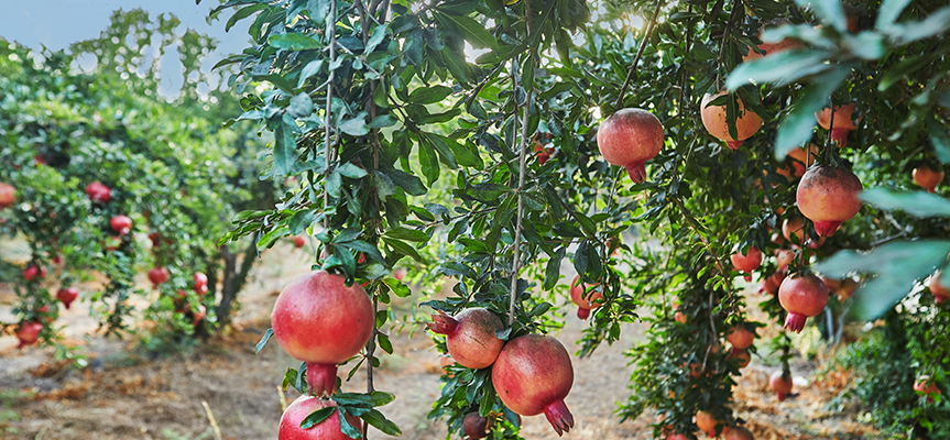 Bacillus subtilis: Not only a Bio-Fungicide, it’s a Stress Manager for Today's Agriculture