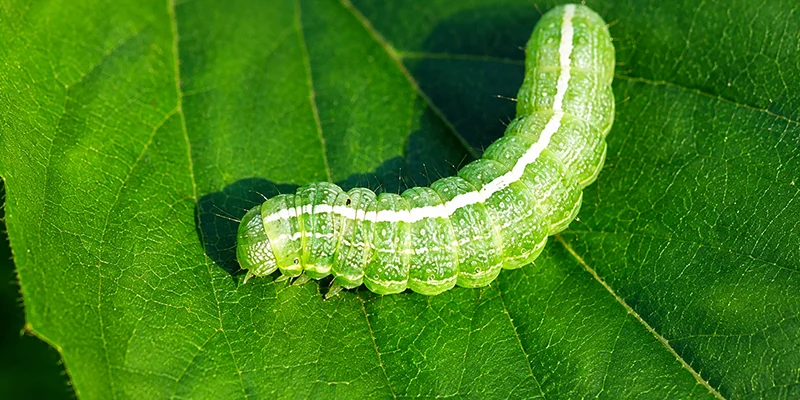Bacillus thuringiensis kurstaki technology at the forefront: Peptech takes leap in sustainable pest control