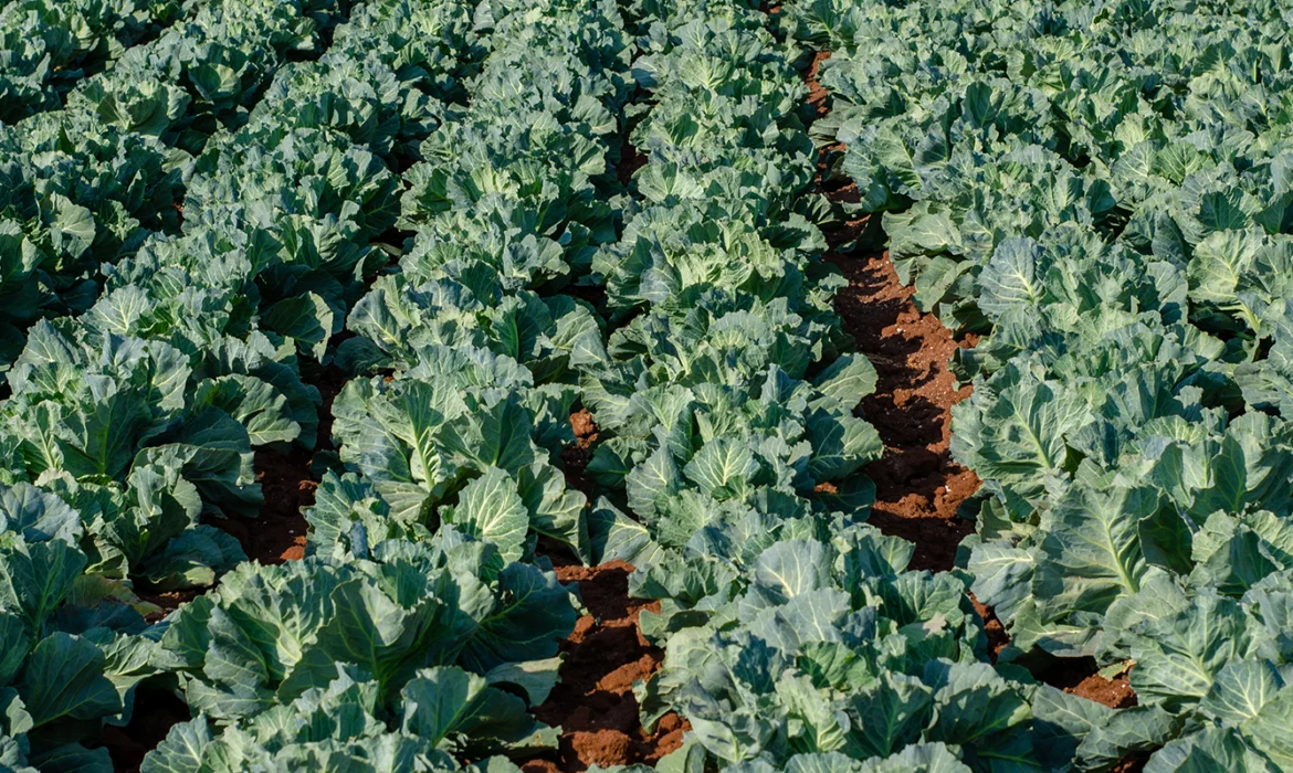 Bacillus thuringiensis var. kurstaki: Nature's Precise Pest Control Solution