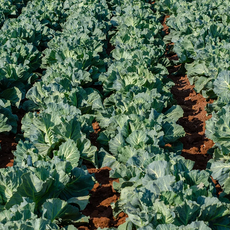 Bacillus thuringiensis var. kurstaki: Nature’s Precise Pest Control Solution