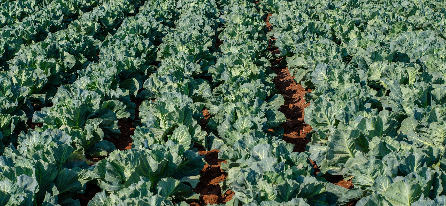 Bacillus thuringiensis var. kurstaki: Nature's Precise Pest Control Solution