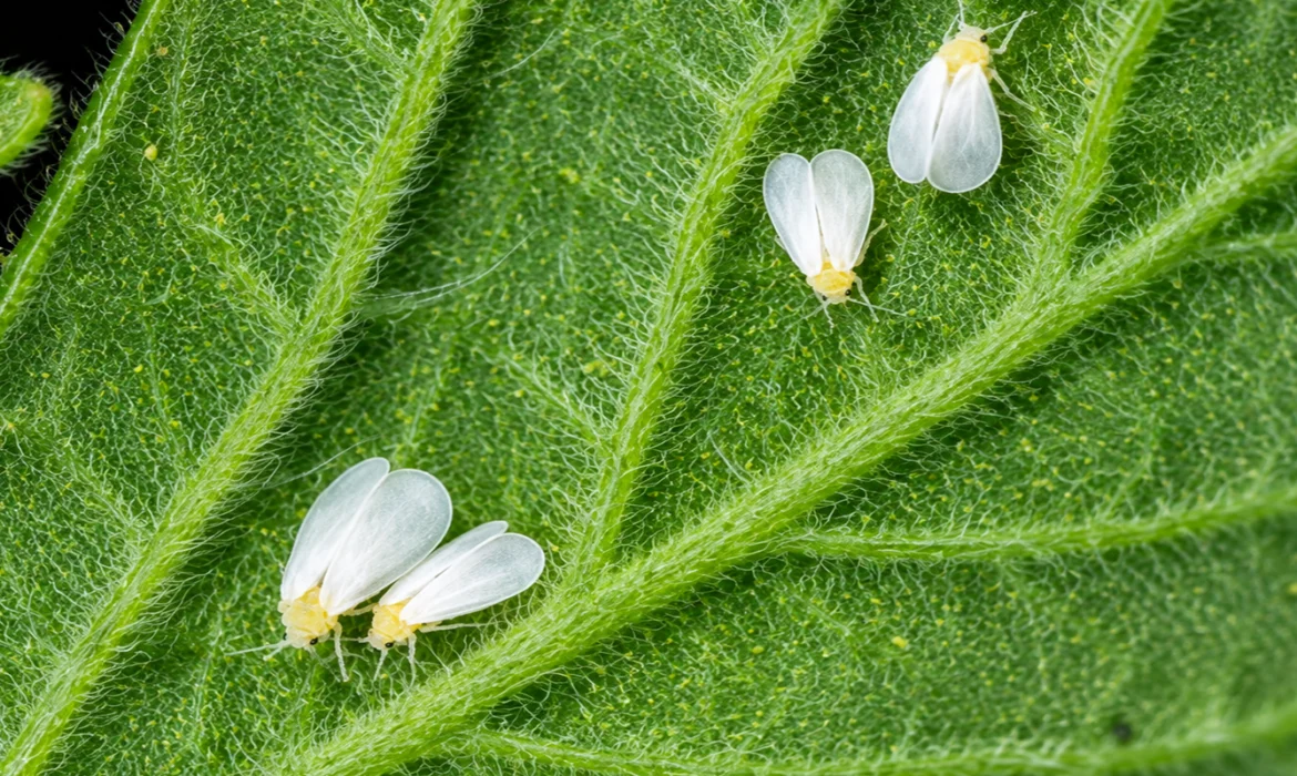 Beauveria bassiana: An Effective Biocontrol Agent Against Devastating Whitefly Infestations