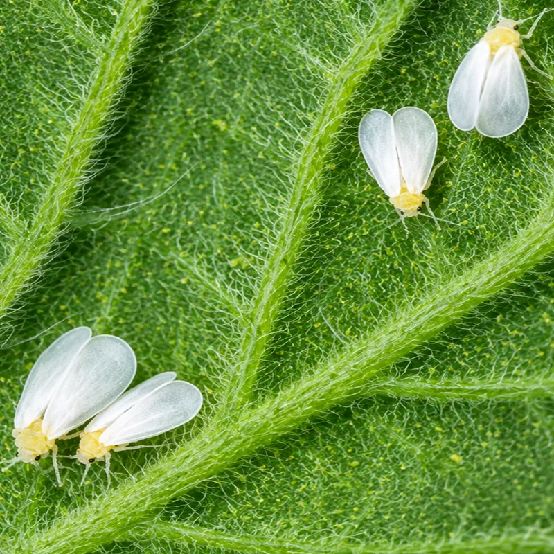 Beauveria bassiana: An Effective Biocontrol Agent Against Devastating Whitefly Infestations