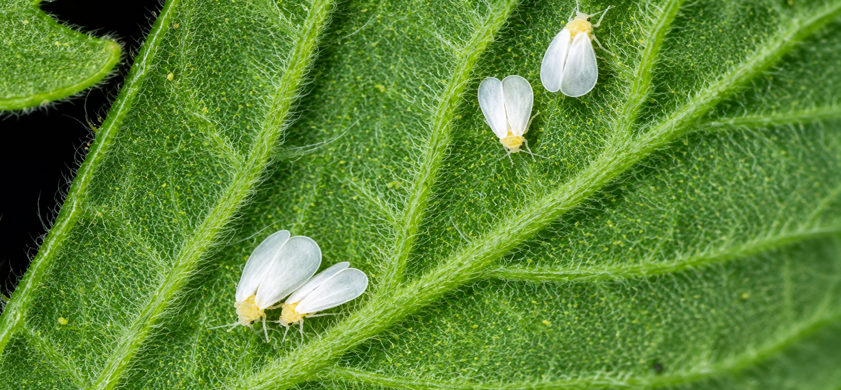 Beauveria bassiana: An Effective Biocontrol Agent Against Devastating Whitefly Infestations