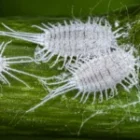 Best Practices for Using Beauveria bassiana in Crops