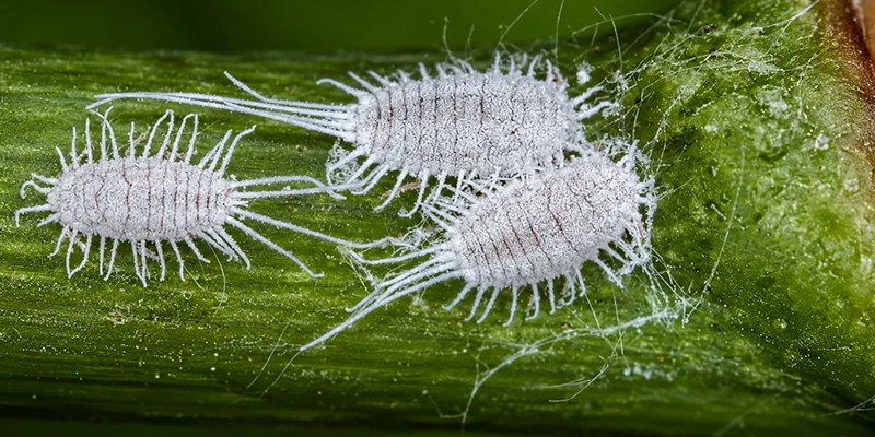 Best Practices for Using Beauveria bassiana in Crops