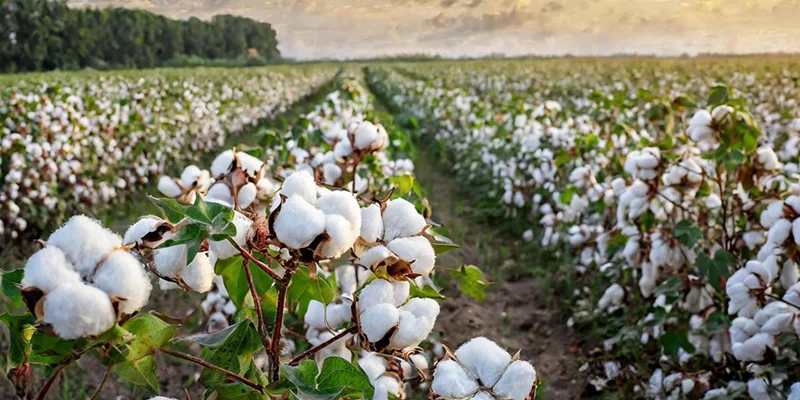 Bifenthrin Technical: Fast-Acting Control for Field Pest Management