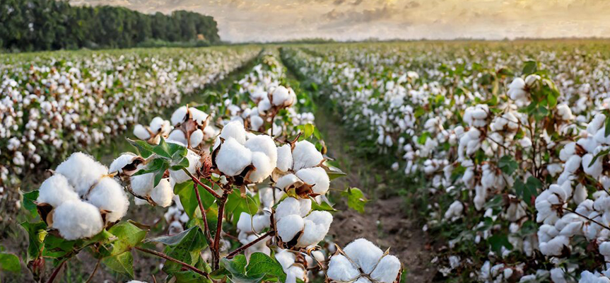 Bifenthrin Technical: Fast-Acting Control for Field Pest Management