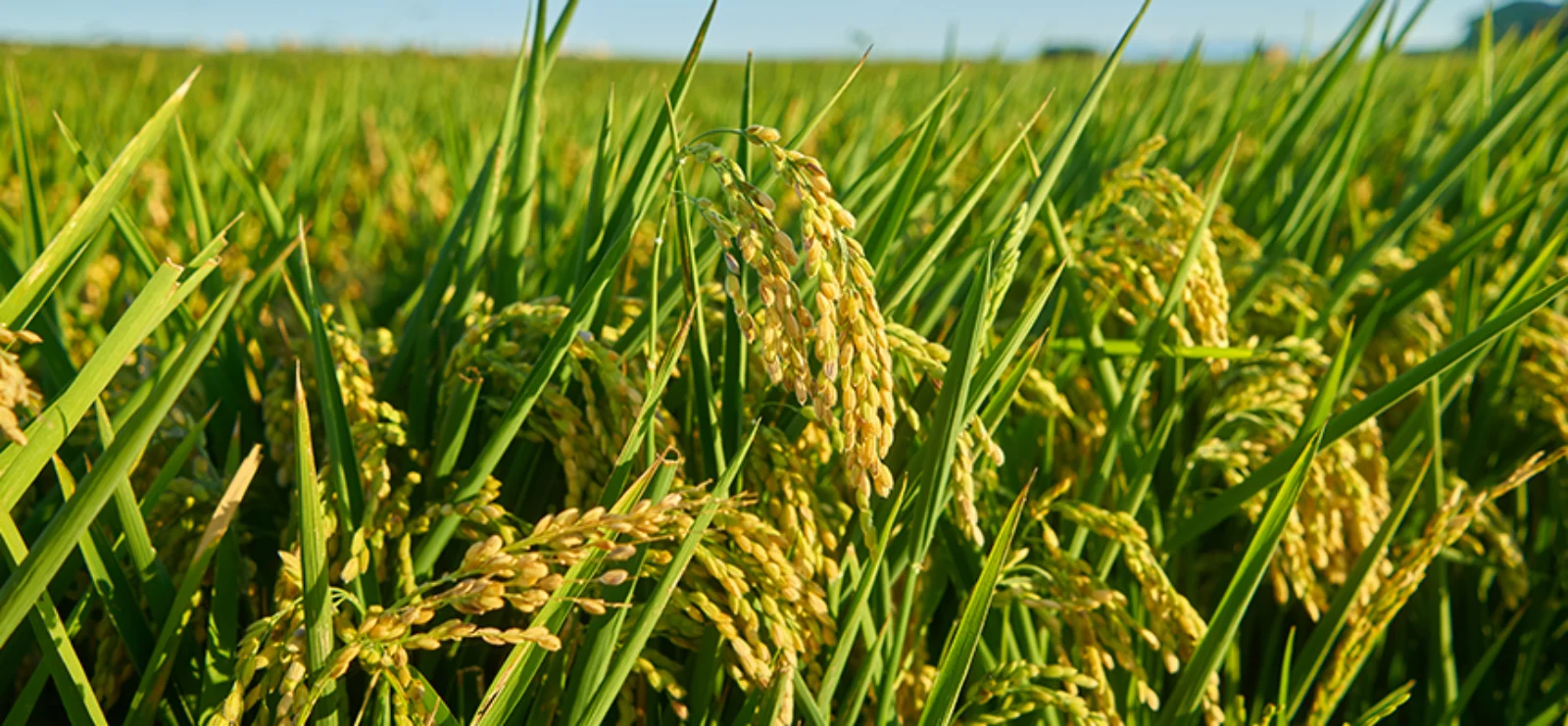 How Can Biofertilizers Help Crops Perform Better During Low Rainfall Conditions?