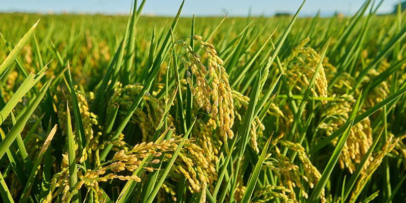 How Can Biofertilizers Help Crops Perform Better During Low Rainfall Conditions?