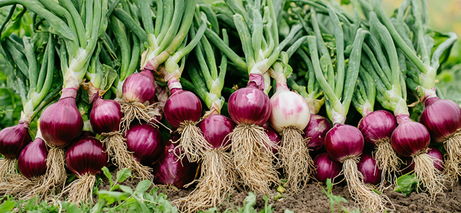 Boost Soil Health and Crop Yield with Potassium Humate