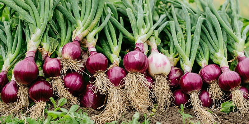Boost Soil Health and Crop Yield with Potassium Humate