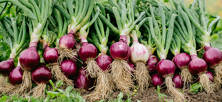 Boost Soil Health and Crop Yield with Potassium Humate