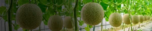 Boric acid 17
