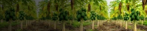 Boron 20 Boron 20