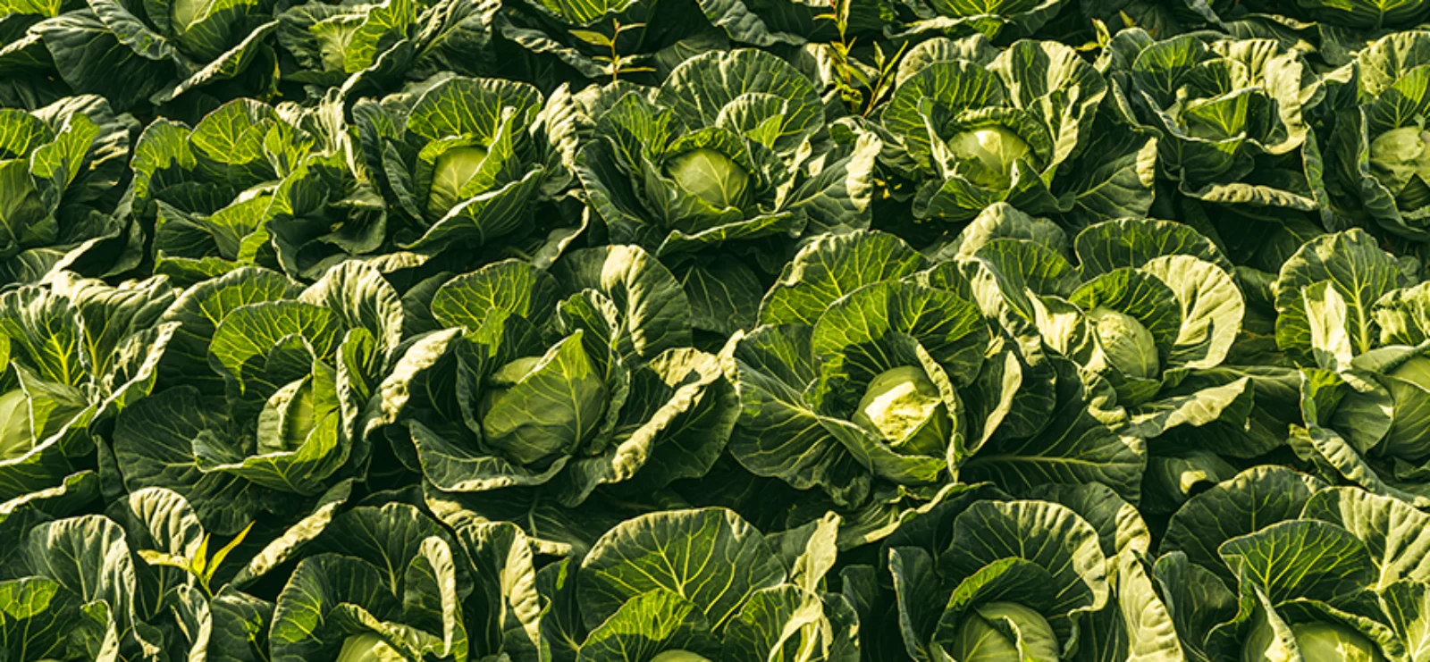Boron Glycinate Fertilizer for Plants – Peptech Biosciences