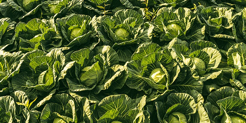 Boron Glycinate Fertilizer for Plants – Peptech Biosciences