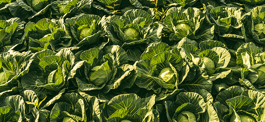 Boron Glycinate Fertilizer for Plants – Peptech Biosciences