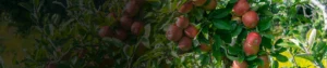 Boscalid 25.2% + Pyraclostrobin 12.8% WG