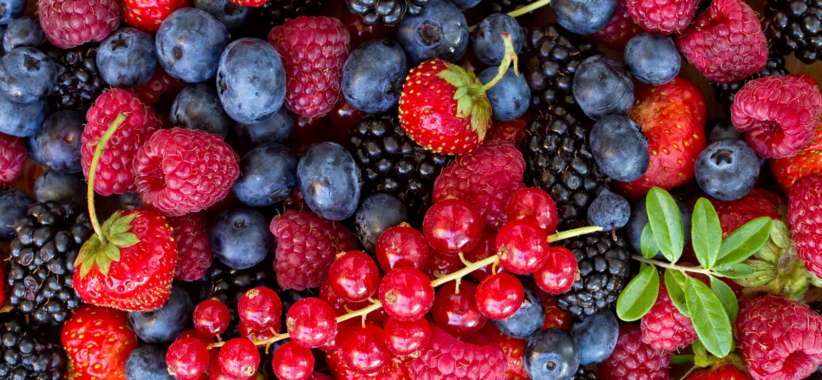 Burgeoning Better Berries